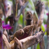 Flora Plant Beauty Publicdomain (288)