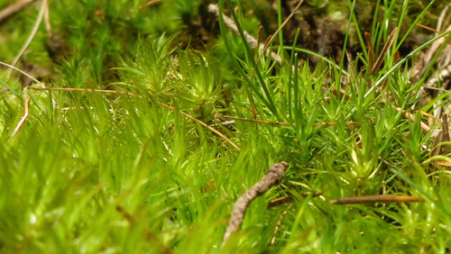 Flora Plant Beauty Publicdomain (281).jpg