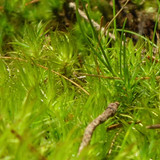 Flora Plant Beauty Publicdomain (281)