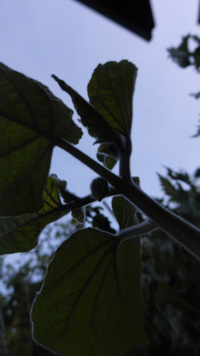 Flora Plant Beauty Publicdomain (295).jpg