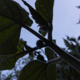 Flora Plant Beauty Publicdomain (295)