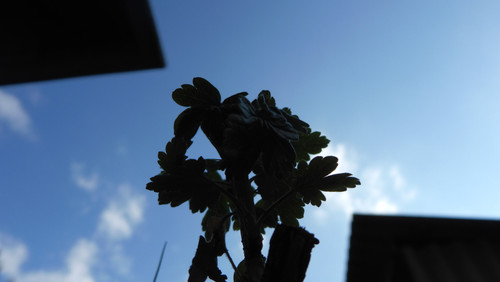 Flora Plant Beauty Publicdomain (283).jpg