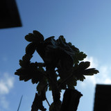 Flora Plant Beauty Publicdomain (283)