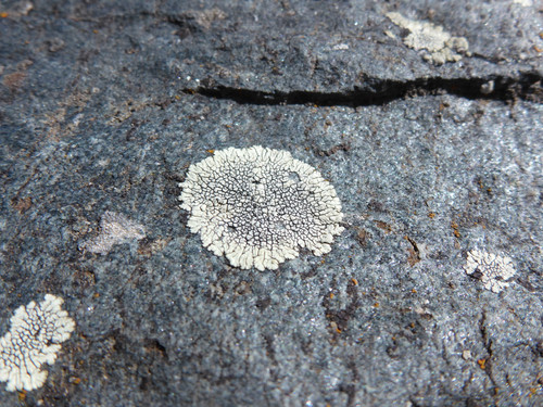 Plant; Publicdomain; Cc0; Freeimage;.jpg