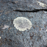 Plant; Publicdomain; Cc0; Freeimage;