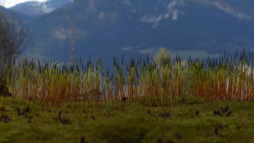 Plant; Publicdomain; Cc0; Freeimage;.jpg