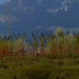 Plant; Publicdomain; Cc0; Freeimage;