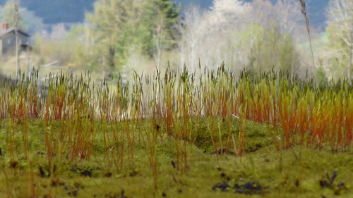 Plant; Publicdomain; Cc0; Freeimage;.jpg