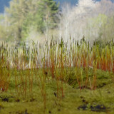 Plant; Publicdomain; Cc0; Freeimage;