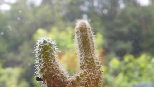 Plant; Publicdomain; Cc0; Freeimage;.jpg