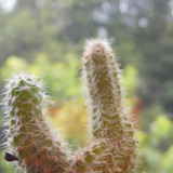 Plant; Publicdomain; Cc0; Freeimage;