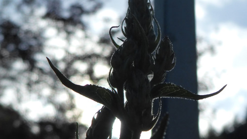 Flora Plant Beauty Publicdomain (297).jpg