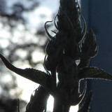 Flora Plant Beauty Publicdomain (297)