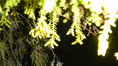 Flora Plant Beauty Publicdomain (296).jpg