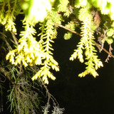 Flora Plant Beauty Publicdomain (296)