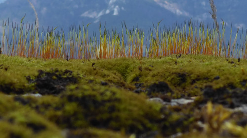 Plant; Publicdomain; Cc0; Freeimage;.jpg