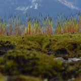 Plant; Publicdomain; Cc0; Freeimage;