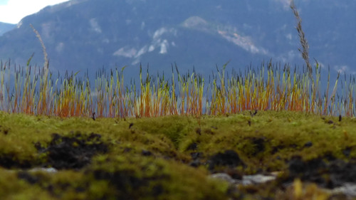 Plant; Publicdomain; Cc0; Freeimage;.jpg