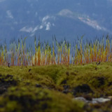 Plant; Publicdomain; Cc0; Freeimage;