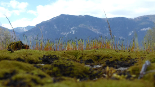 Plant; Publicdomain; Cc0; Freeimage;.jpg