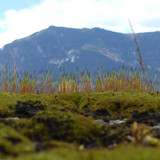 Plant; Publicdomain; Cc0; Freeimage;