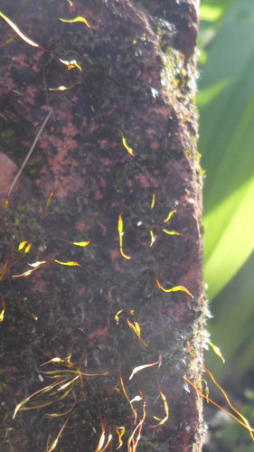 Plant; Publicdomain; Cc0; Freeimage;.jpg