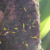 Plant; Publicdomain; Cc0; Freeimage;