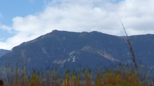 Plant; Publicdomain; Cc0; Freeimage;.jpg