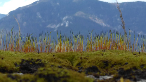 Plant; Publicdomain; Cc0; Freeimage;.jpg