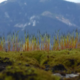 Plant; Publicdomain; Cc0; Freeimage;