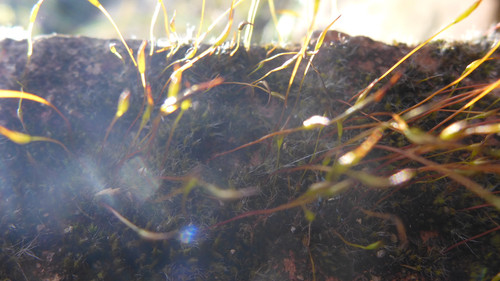 Plant; Publicdomain; Cc0; Freeimage;.jpg