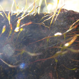 Plant; Publicdomain; Cc0; Freeimage;