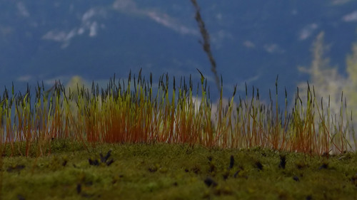 Plant; Publicdomain; Cc0; Freeimage;.jpg