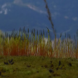 Plant; Publicdomain; Cc0; Freeimage;