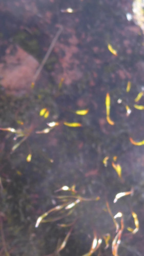 Plant; Publicdomain; Cc0; Freeimage;.jpg