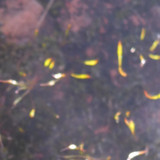 Plant; Publicdomain; Cc0; Freeimage;