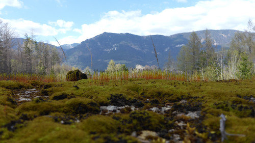 Plant; Publicdomain; Cc0; Freeimage;.jpg