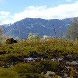 Plant; Publicdomain; Cc0; Freeimage;