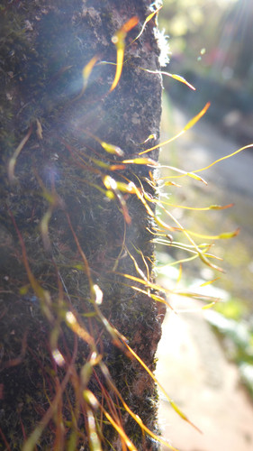 Plant; Publicdomain; Cc0; Freeimage;.jpg