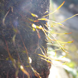 Plant; Publicdomain; Cc0; Freeimage;