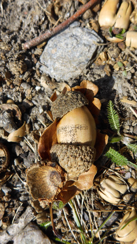 Flora Nuts Publicdomain (33).jpg