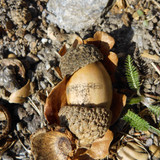 Flora Nuts Publicdomain (33)