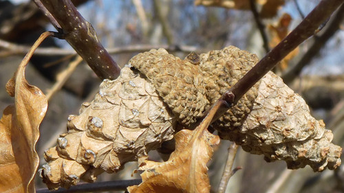 Flora Nuts Publicdomain (31).jpg