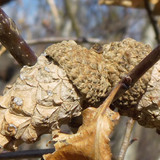 Flora Nuts Publicdomain (31)