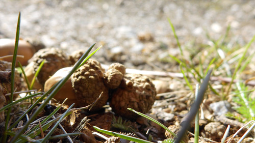 Flora Nuts Publicdomain (36).jpg