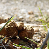 Flora Nuts Publicdomain (36)