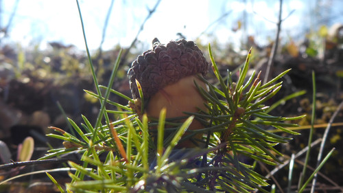 Flora Nuts Publicdomain (37).jpg