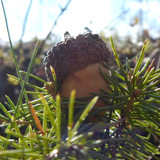 Flora Nuts Publicdomain (37)