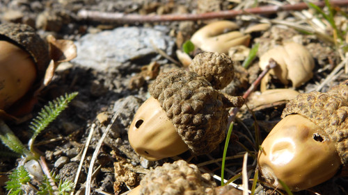 Flora Nuts Publicdomain (35).jpg