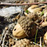 Flora Nuts Publicdomain (35)